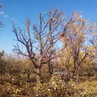 هرس درختان میوه