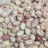 فروش لوبیا چیتی