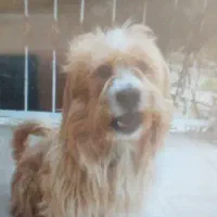 سگه پا کوتاه