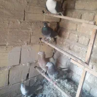 کبوتر درپرنده|پرنده|قم, وادی السلام|دیوار
