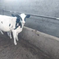 گوساله نرفرمولی|حیوانات مزرعه|سیرجان, |دیوار