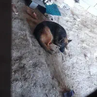 ژرمن شپرد سالم