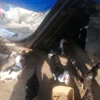 فروش بوقلمون غاز واسراعیلی