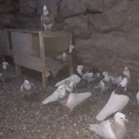 کبوتر طوقی|پرنده|بیستون, |دیوار