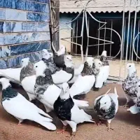 طوقی هفت رنگ