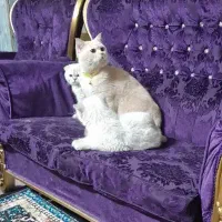 گربه ماده بریتیش و اسکاتیش آماده جفت گیری