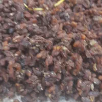 گله افتابی کشمش|خوردنی و آشامیدنی|نیشابور, فضل|دیوار