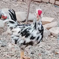 مرغ و خروس گلین و عروس هلندی سخنگو