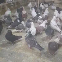 بار جدید کفتر