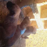 توله گله ای