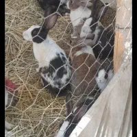 350|حیوانات مزرعه|سلماس, |دیوار