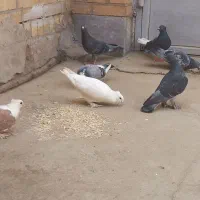 کبوتر|پرنده|اهواز, کمپلو جنوبی|دیوار