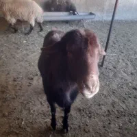 یک قوچ هما و یک قوچ  معمولی|حیوانات مزرعه|شیروان (خراسان), |دیوار