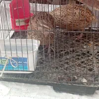 دو عدد بلدرچین ماده تخم گذار فقط 140