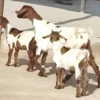 بز دوقلو با دوتا کهره نر