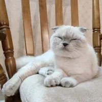 گربه اسکاتیش فولد ماده بلوپوینت عقیم نشده|گربه|کرج, شهرک بنفشه|دیوار