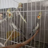 عروس هلندی نر