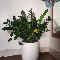 زاموفیلیا(حدود یک متر طول و چهل ساعنت عرض)|گل و گیاه طبیعی|تهران, صادقیه|دیوار