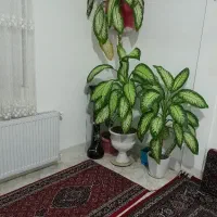 گل دیفن هر عدد یک دویست مقطوع