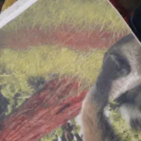 فرش ۴ متری|فرش|رشت, گلسار|دیوار