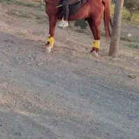 نریون کرد ۵سالع
