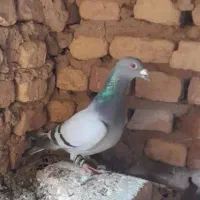 چند تا کفتر فروشی