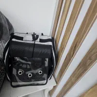 توله سگ|سگ|باقرشهر, |دیوار