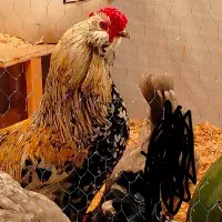 مرغ گلین و خروس گلین اصیل