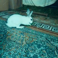 خرگوش|موش و خرگوش|کیش, |دیوار