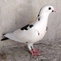 جوجه پلاکی|پرنده|اصفهان, سعادت‌آباد|دیوار