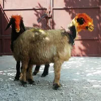 فروش میش بره کهره بز شیشک بختیاری شهر کردی|حیوانات مزرعه|کوار, |دیوار