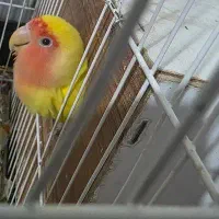 جفت پرنده برزیلی