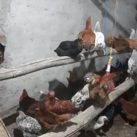 مرغ محلی تخم گذار