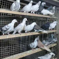 کبوتر غریبگیری