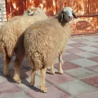 2عدد گوسفند ابستن شرط نزدیک زا لب الجنی