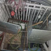قفس سهره و قفس قناری|لوازم جانبی حیوانات|زرقان, |دیوار