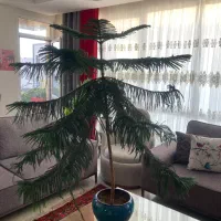 کاج مطبق|گل و گیاه طبیعی|تهران, مرزداران|دیوار