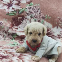 پودل نسکافه ای واکسن زده انگل تراپی شناسنامه دار|سگ|مشهد, هفده شهریور|دیوار