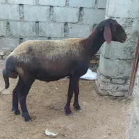 گوسفند یک شکم|حیوانات مزرعه|گنبد کاووس, |دیوار