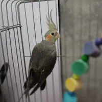 عروس هلندی های شش ماه