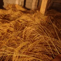 برنج درشت ،سرلاشه نیم دانه هاشمی سورتینگ شده|خوردنی و آشامیدنی|رشت, شهرک شهید رجایی|دیوار