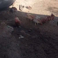 مرغ تخمگذار
