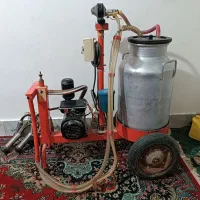 شیر دوش گاوی