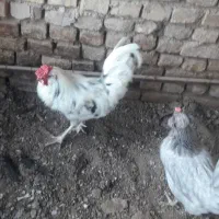 فروش تخم مرغ نطفه دار گلین