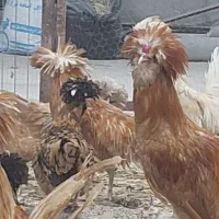 تخم نطفه دار|حیوانات مزرعه|قم, شهرک فاطمیه|دیوار