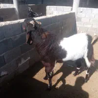 پازن گلابی ۲ ساله