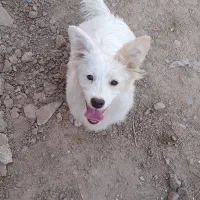 واگذاری دوعدد سگ پامر اشپیتز