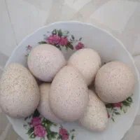 تخم نطفه دار بقلمون