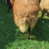 گوسفند بره نر و ماده 20 الی 40 کیلو پرواری افشار|حیوانات مزرعه|قائمشهر, |دیوار