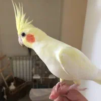 عروس هلندی گم شده|حیوانات|خرمآباد, |دیوار